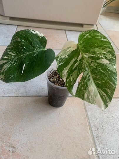 Монстера альба