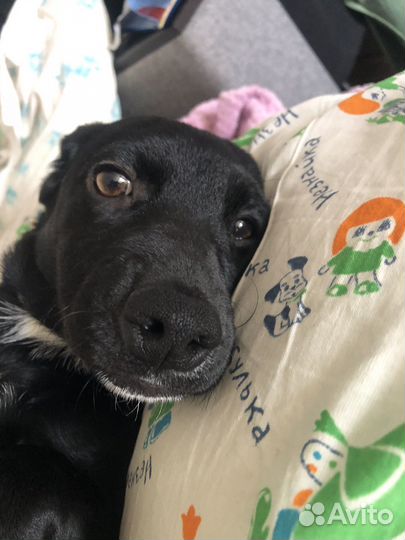 Смесь кокер спаниель и пинчер