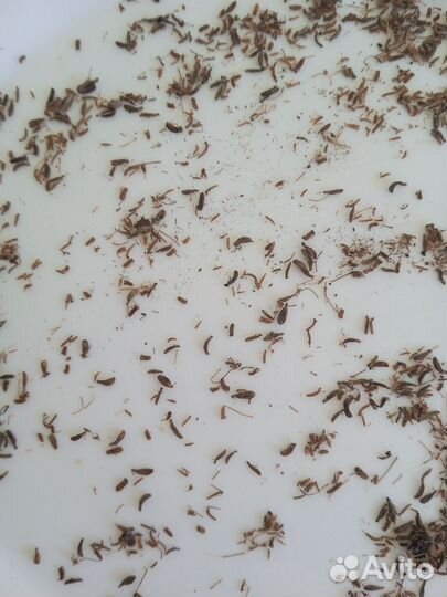 Сныть обыкновенная семена