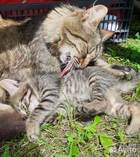 Котёнок девочка в добрые руки