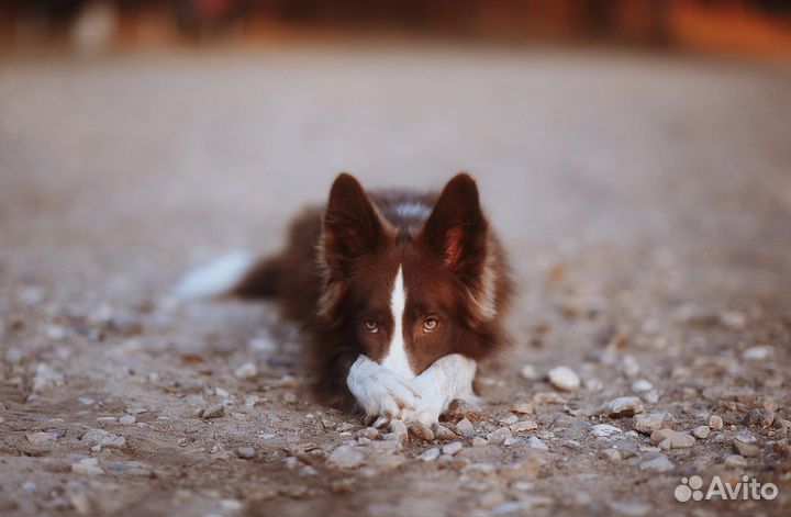 Собака для фотосессии