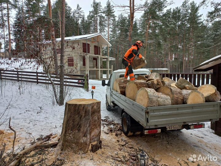 Спил деревьев