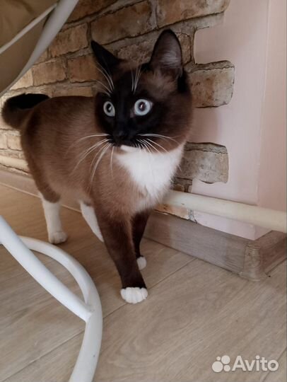 Тайский кот