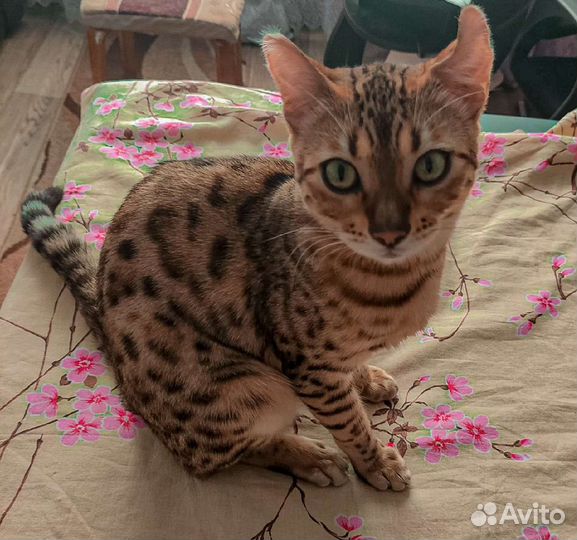 Бенгальские котята