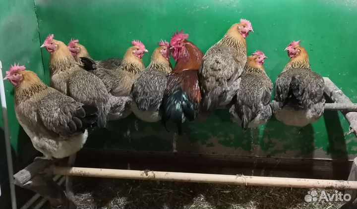 Цыплята Кучинская Юбилейная окаймлённая