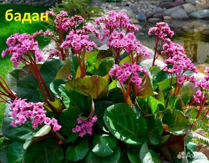 Бадан, ромашки, флоксы