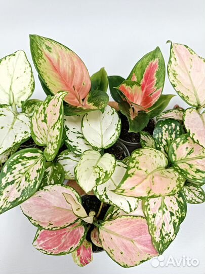 Аглонемы сортовые