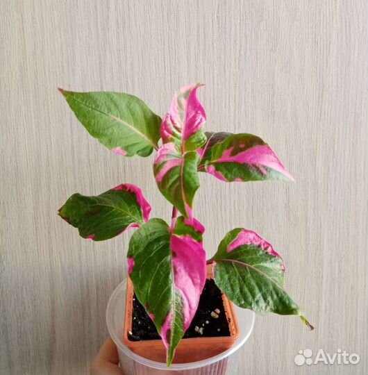 Альтернантера 