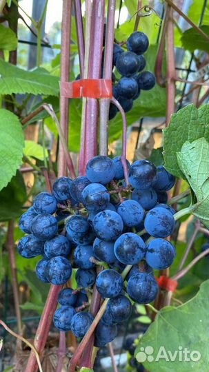 Черенки чубуки винограда изабелла