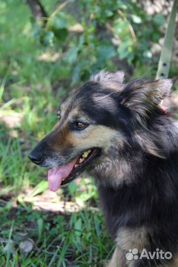 Ириска. Собака ищет дом