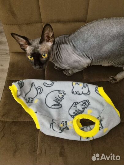 Одежда для собак и кошек