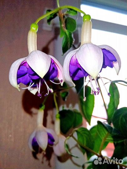 Фуксии сортовые