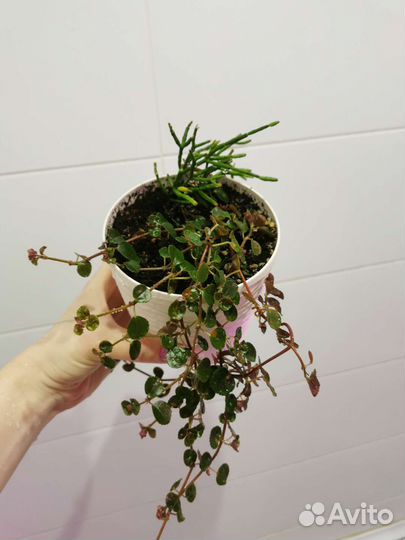 Комнатные растения