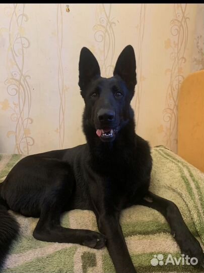 Немецкая овчарка вязка