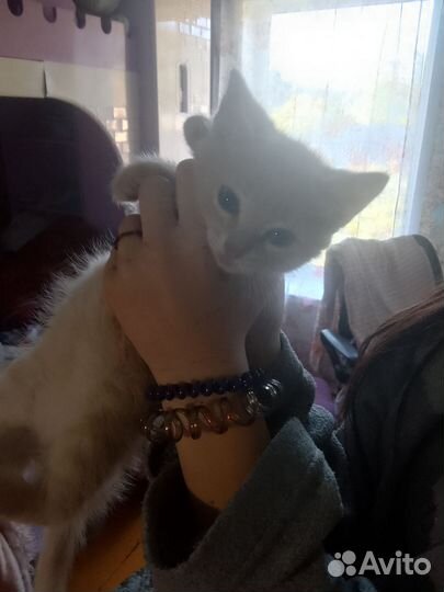 Котенок