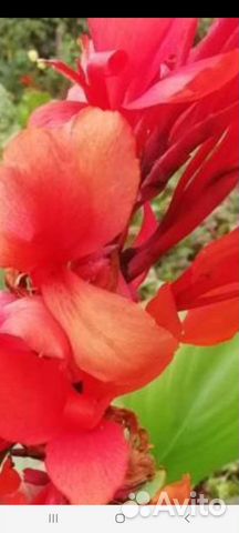 Цветы канны