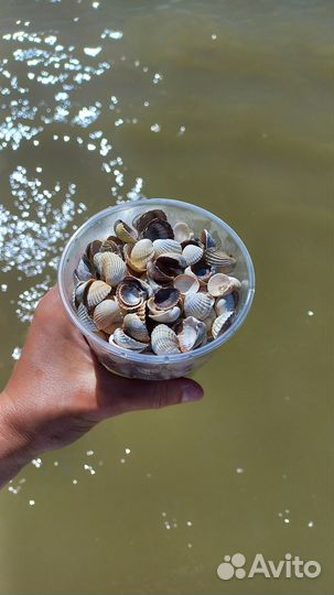 Морские ракушки