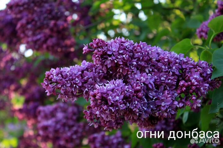 Саженцы сортовой сирени