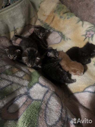Бенгальская кошка мрамор