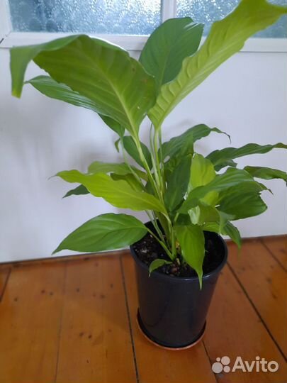 Спатифиллум