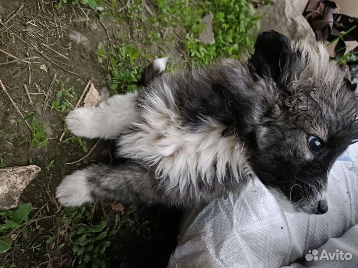 Отдам в добрые руки
