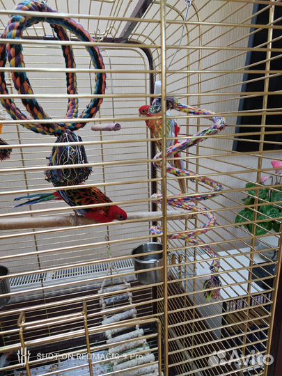 Попугай розелла