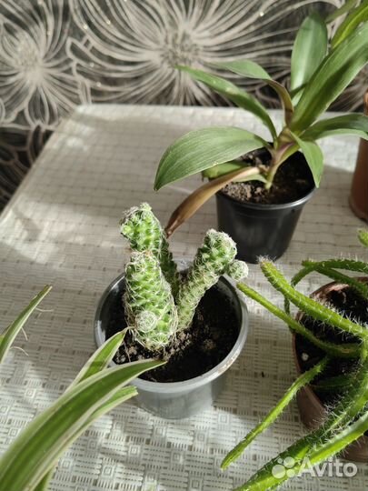 Сансевиерия