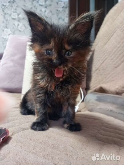 Котята мейн-кун