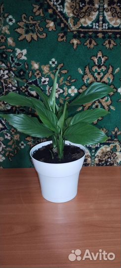 Спатифиллум