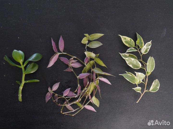 Толстянка, традесканция, фикус