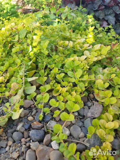 Вербейник монетчатый