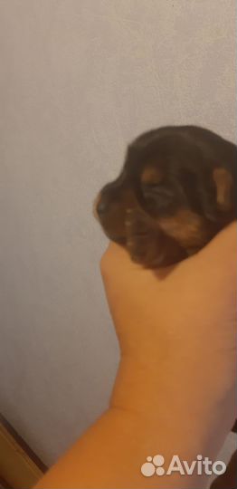 Продаються щенки Йоркширского терьера