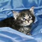 Мейн-кун котёнок