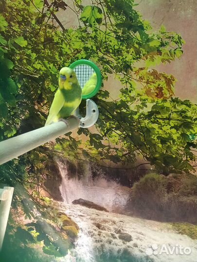 Волнистый попугай самец