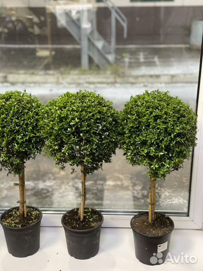 Мирт на штамбе 60 См