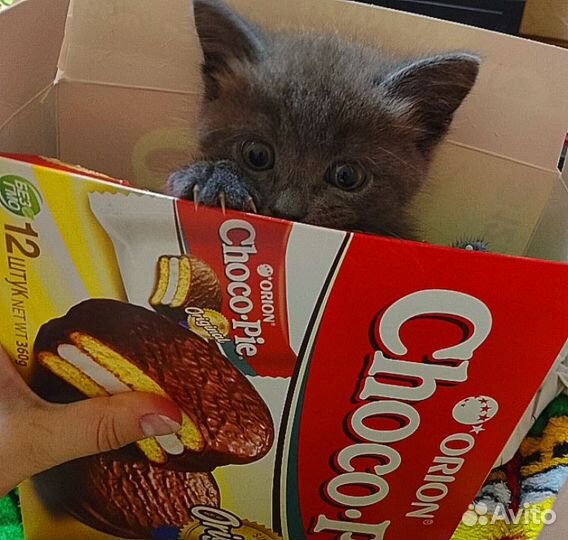 Шотландские котята