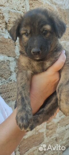 Щенки в добрые руки