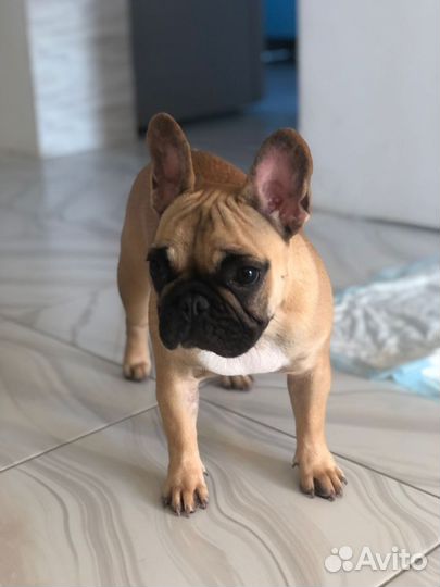 Французский бульдог щенки