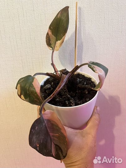 Филодендроны