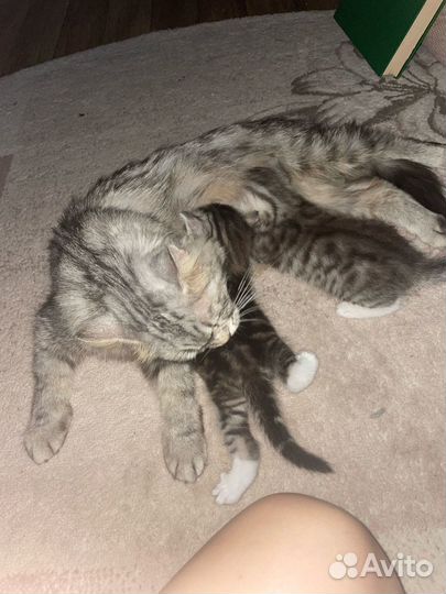 Сибирские котята в добрые руки