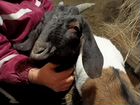 Нубийские козлята козы объявление продам