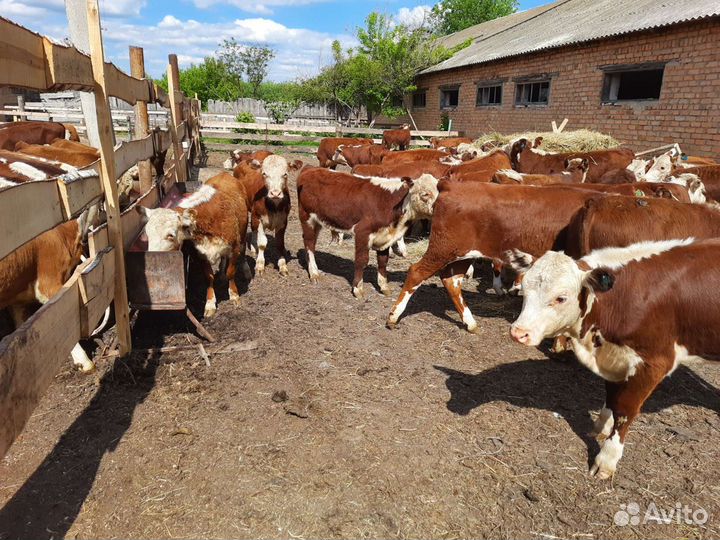 Тёлочки бычки герефорды казахские белоголовые