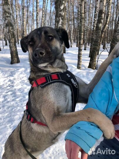 Обаятельная собака из приюта желает встретить семь