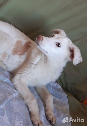 Собака в добрые руки