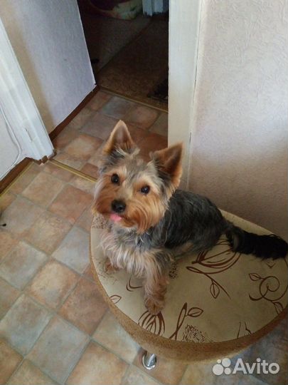 Йоркширский терьер стандарт