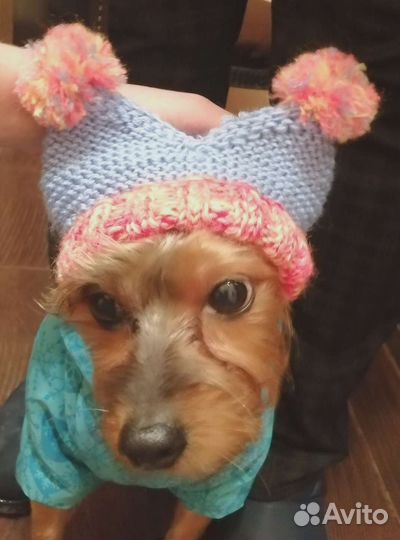 Шапочки для собак