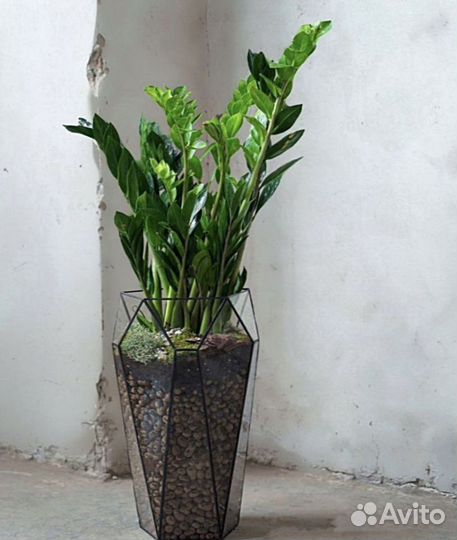 Замиокулькас