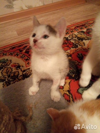 Котята в добрые руки