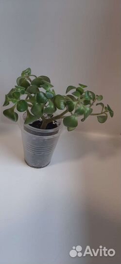 Аихризон дерево любви