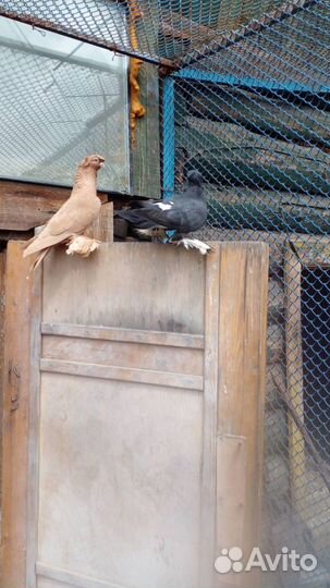 Голуби (разные)